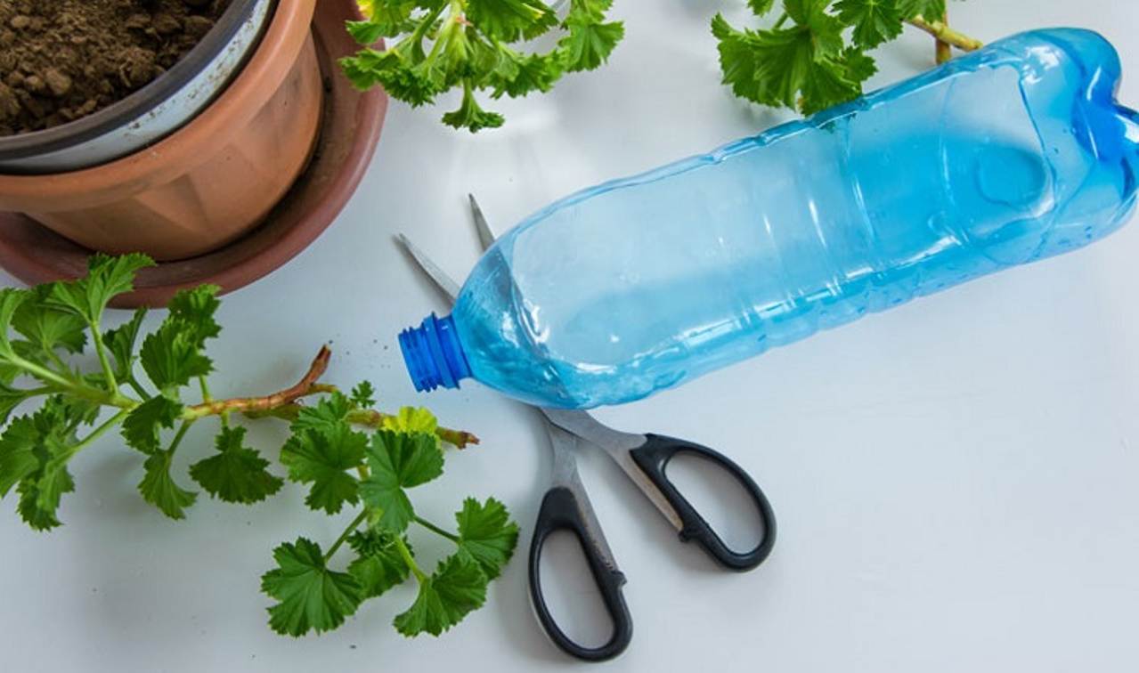 Step to Gorw Coriander Plants At Home using Plastic Bottles